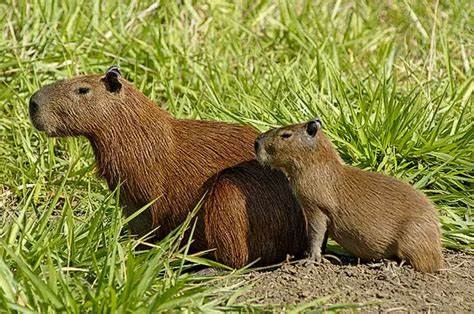 Capivara