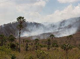 Mudanças climáticas e impactos na biodiversidade