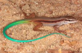 Calango-de-cauda-verde