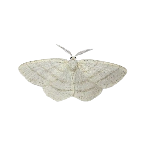mariposa branca