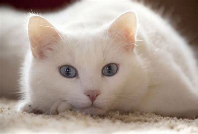 gato branco