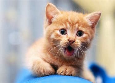 gato laranja de boca aberta
