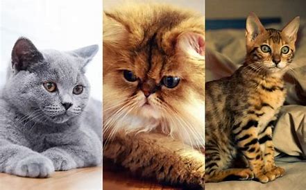 Foto de gatos