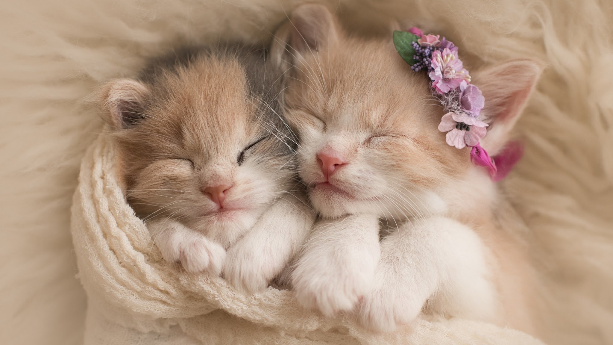 dois gatinhos muito fofos dormindo juntos