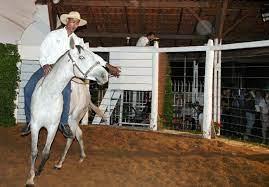 cavalo