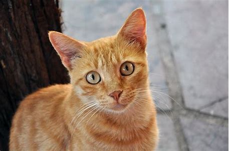 gato