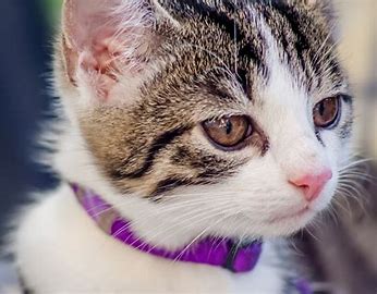 gato