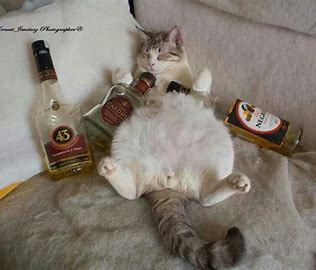 gato bebado