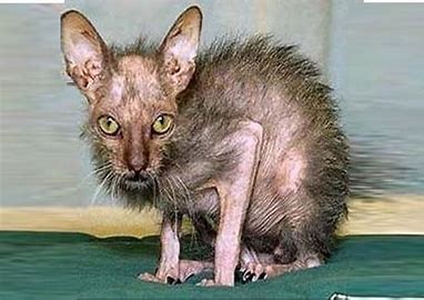 gato feio 2