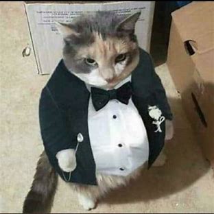 gato trabalhador