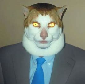 gato trabalhador